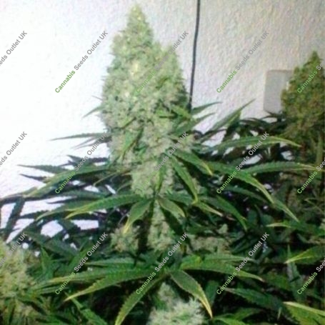 Zupreme Feminized Marijuana Strain by The Plug Seedbank For Sale Online at Cannabis Seeds Outlet
