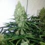 Zupreme Feminized Marijuana Strain by The Plug Seedbank For Sale Online at Cannabis Seeds Outlet