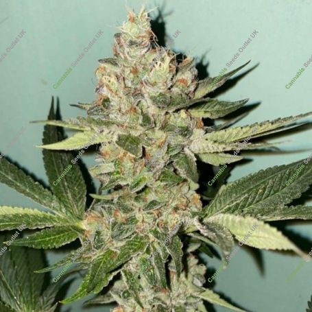Biscotti 2.0 Feminized Marijuana Strain by The Plug Seedbank For Sale Online at Cannabis Seeds Outlet