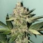 Biscotti 2.0 Feminized Marijuana Strain by The Plug Seedbank For Sale Online at Cannabis Seeds Outlet