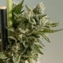 The Plug Seedbank Biscotti 2.0 Smoke Buds Weed Ganja Skunk Dope Pot Images Pics Nuggets