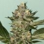 Biscotti 2.0 Feminized by The Plug Seedbank THC Content Potency Strength CBD Height Yield Flowering Time Indica Sativa Genetics