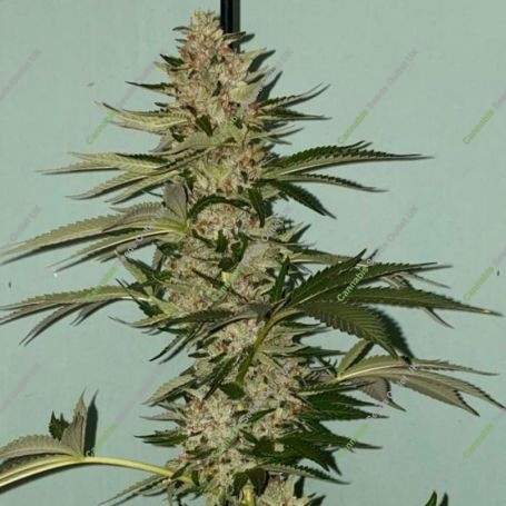 Banana Loaf Feminized Marijuana Strain by The Plug Seedbank For Sale Online at Cannabis Seeds Outlet