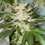 The Plug Seedbank Banana Loaf Smoke Buds Weed Ganja Skunk Dope Pot Images Pics Nuggets