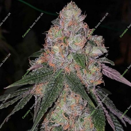 Patron Feminized Marijuana Strain by The Plug Seedbank For Sale Online at Cannabis Seeds Outlet