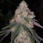 Patron Feminized Marijuana Strain by The Plug Seedbank For Sale Online at Cannabis Seeds Outlet