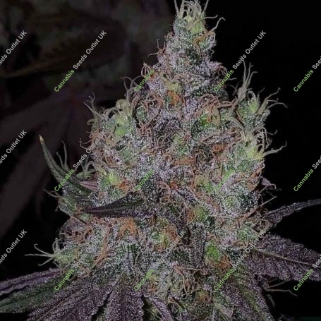 Bruntz Feminized Marijuana Strain by The Plug Seedbank For Sale Online at Cannabis Seeds Outlet