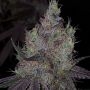 Bruntz Feminized Marijuana Strain by The Plug Seedbank For Sale Online at Cannabis Seeds Outlet