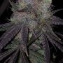 The Plug Seedbank Bruntz Smoke Buds Weed Ganja Skunk Dope Pot Images Pics Nuggets