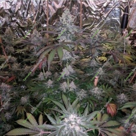 Melonaid Z Feminized Marijuana Strain by The Plug Seedbank For Sale Online at Cannabis Seeds Outlet