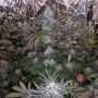 Melonaid Z Feminized Marijuana Strain by The Plug Seedbank For Sale Online at Cannabis Seeds Outlet