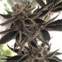 Do-Si-Dos Z Feminized Marijuana Strain by The Plug Seedbank For Sale Online at Cannabis Seeds Outlet