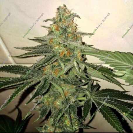 Forbidden Fruit Cake Feminized Marijuana Strain by The Plug Seedbank For Sale Online at Cannabis Seeds Outlet