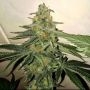 Forbidden Fruit Cake Feminized Marijuana Strain by The Plug Seedbank For Sale Online at Cannabis Seeds Outlet