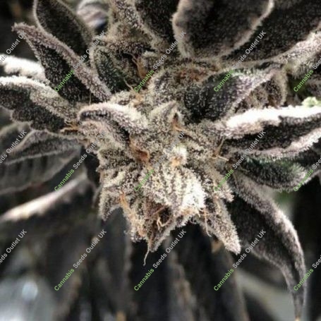 Punch the Cake Feminized Marijuana Strain by The Plug Seedbank For Sale Online at Cannabis Seeds Outlet