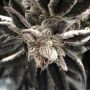 Punch the Cake Feminized Marijuana Strain by The Plug Seedbank For Sale Online at Cannabis Seeds Outlet