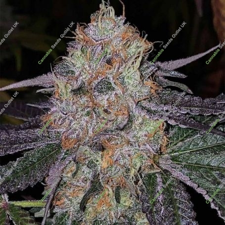 Fruit Dropss Feminized Marijuana Strain by The Plug Seedbank For Sale Online at Cannabis Seeds Outlet