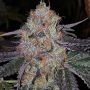 Fruit Dropss Feminized Marijuana Strain by The Plug Seedbank For Sale Online at Cannabis Seeds Outlet