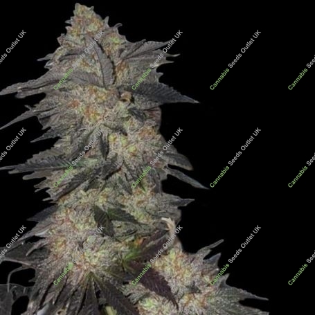 Jetlag Feminized Marijuana Strain by The Plug Seedbank For Sale Online at Cannabis Seeds Outlet