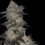 Jetlag Feminized Marijuana Strain by The Plug Seedbank For Sale Online at Cannabis Seeds Outlet