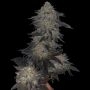 The Plug Seedbank Jetlag Smoke Buds Weed Ganja Skunk Dope Pot Images Pics Nuggets