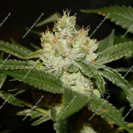 The Truth Regular Marijuana Strain by True Canna Genetics For Sale Online at Cannabis Seeds Outlet