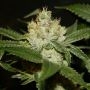 The Truth Regular Marijuana Strain by True Canna Genetics For Sale Online at Cannabis Seeds Outlet