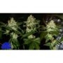 True Canna Genetics The Truth Smoke Buds Weed Ganja Skunk Dope Pot Images Pics Nuggets