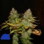 The Truth Regular by True Canna Genetics THC Content Potency Strength CBD Height Yield Flowering Time Indica Sativa Genetics