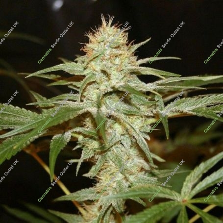 Sagans Star Regular Marijuana Strain by True Canna Genetics For Sale Online at Cannabis Seeds Outlet