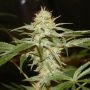Sagans Star Regular Marijuana Strain by True Canna Genetics For Sale Online at Cannabis Seeds Outlet