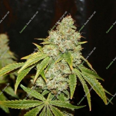 Broad Leaf Black Regular Marijuana Strain by True Canna Genetics For Sale Online at Cannabis Seeds Outlet