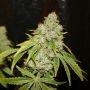 Broad Leaf Black Regular Marijuana Strain by True Canna Genetics For Sale Online at Cannabis Seeds Outlet