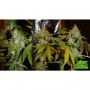 True Canna Genetics Broad Leaf Black Smoke Buds Weed Ganja Skunk Dope Pot Images Pics Nuggets