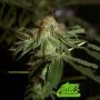 Broad Leaf Black Regular by True Canna Genetics THC Content Potency Strength CBD Height Yield Flowering Time Indica Sativa Genet