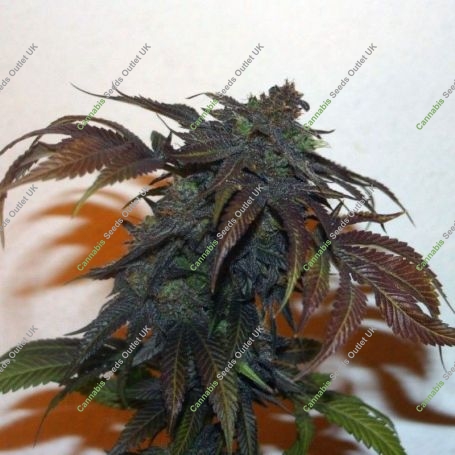 Chemonchello Regular Marijuana Strain by True Canna Genetics For Sale Online at Cannabis Seeds Outlet