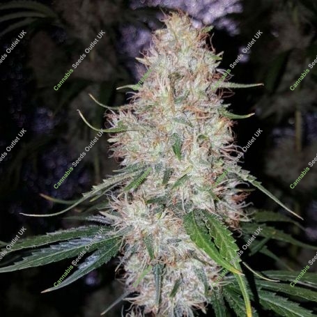 Chocolate Thainapple Regular Marijuana Strain by True Canna Genetics For Sale Online at Cannabis Seeds Outlet