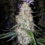 Chocolate Thainapple Regular Marijuana Strain by True Canna Genetics For Sale Online at Cannabis Seeds Outlet