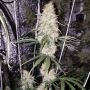 True Canna Genetics Chocolate Thainapple Smoke Buds Weed Ganja Skunk Dope Pot Images Pics Nuggets