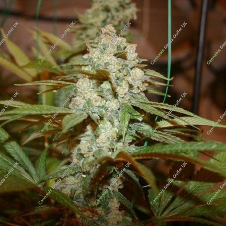 Sticky Nicky Regular Marijuana Strain by True Canna Genetics For Sale Online at Cannabis Seeds Outlet