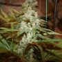 Sticky Nicky Regular Marijuana Strain by True Canna Genetics For Sale Online at Cannabis Seeds Outlet