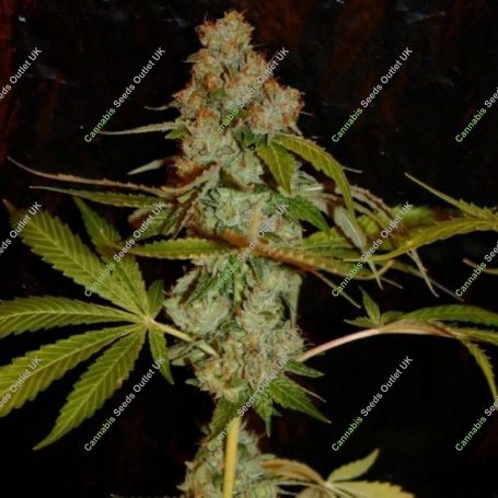 Too True Regular Marijuana Strain by True Canna Genetics For Sale Online at Cannabis Seeds Outlet