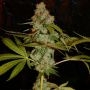 Too True Regular Marijuana Strain by True Canna Genetics For Sale Online at Cannabis Seeds Outlet