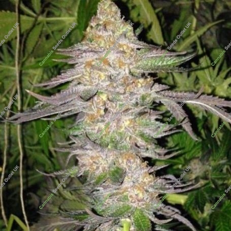 True Colours Regular Marijuana Strain by True Canna Genetics For Sale Online at Cannabis Seeds Outlet