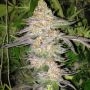 True Colours Regular Marijuana Strain by True Canna Genetics For Sale Online at Cannabis Seeds Outlet