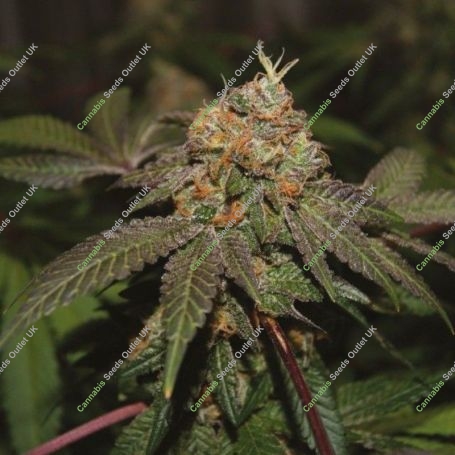 Purple Valley Cooks Regular Marijuana Strain by True Canna Genetics For Sale Online at Cannabis Seeds Outlet