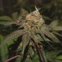 Purple Valley Cooks Regular Marijuana Strain by True Canna Genetics For Sale Online at Cannabis Seeds Outlet