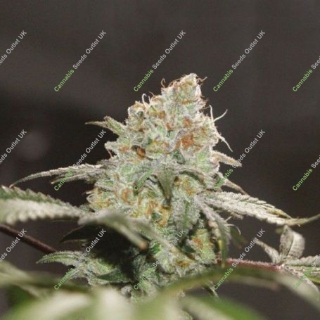 Chemonade Regular Marijuana Strain by True Canna Genetics For Sale Online at Cannabis Seeds Outlet