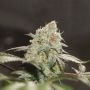 Chemonade Regular Marijuana Strain by True Canna Genetics For Sale Online at Cannabis Seeds Outlet