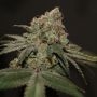 True Canna Genetics Chemonade Smoke Buds Weed Ganja Skunk Dope Pot Images Pics Nuggets